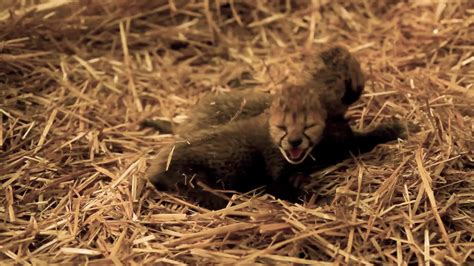 Tiny Cubs, Big Accomplishment - Videos from The Weather Channel