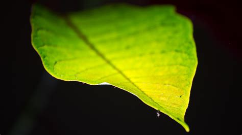 Leaf - IMG_0438 | In botany, a leaf is an above-ground plant… | Flickr