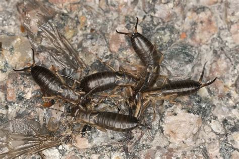 Earwigs: A Pest Control Guide for the "Pincher Bug" - Trowbridge Yousand