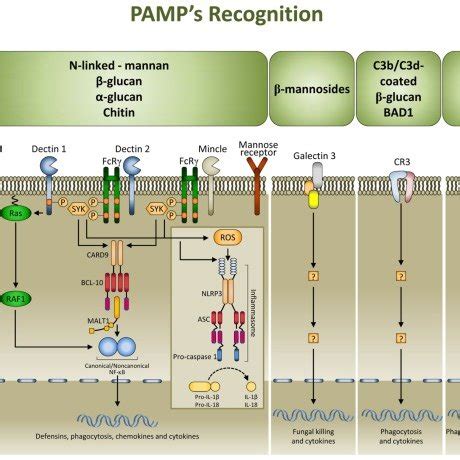 (PDF) DAMP signaling in fungal infections and diseases