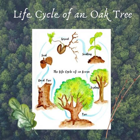 Albums 99+ Pictures The Life Cycle Of An Oak Tree Excellent