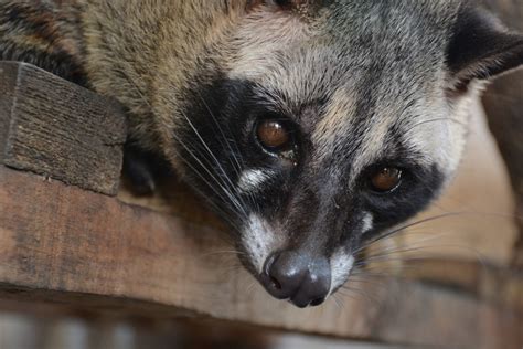 The Civet Cat: An Endangered Species That Lives in the Rain Forest ...