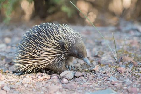 Nine of the Weirdest Penises in the Animal Kingdom | Science ...