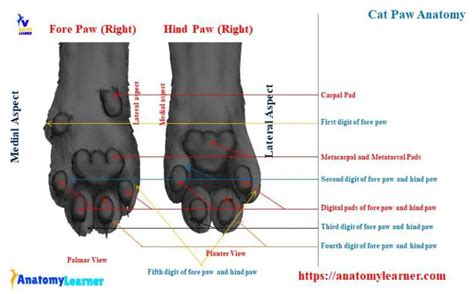 Cat Paw Anatomy - Bone, Muscle, and Digital Pad » AnatomyLearner >> The ...