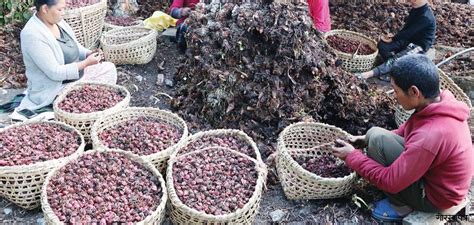 Taplejung farmers busy harvesting cardamom