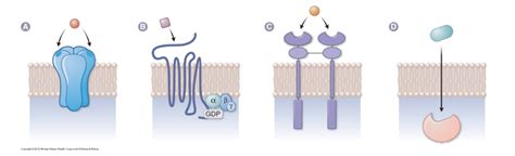 Drug-Receptor Interactions Diagram | Quizlet