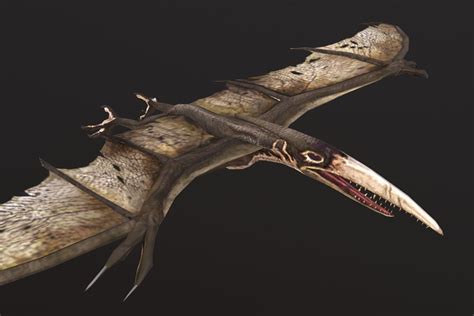 3D model Pteranodon VR / AR / low-poly | CGTrader