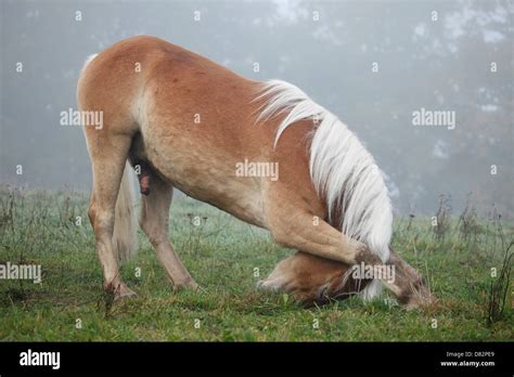 Haflinger horse shows trick Stock Photo - Alamy