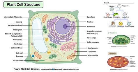 Plasmodesmata function in plant cells