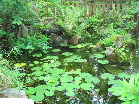 Water Gardeners: Use Native Plants to Create a Healthy Garden Pond ...