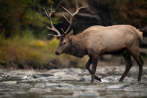 The Ultimate Guide to Elk Hunting (2024)