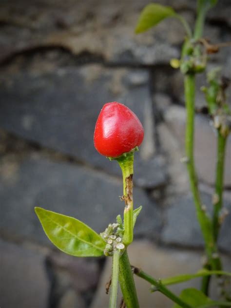 What Is A Pequin Pepper Plant: Learn To Grow Pequin Chili Peppers