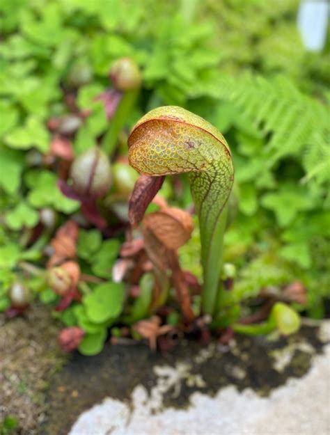 Darlingtonia californica Seeds £4.25 from Chiltern Seeds - Chiltern Seeds Secure Online Seed ...