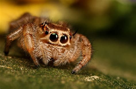 jumping spider 12 by macrojunkie on DeviantArt