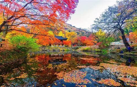 Download South Korea Autumn Season Wallpaper | Wallpapers.com