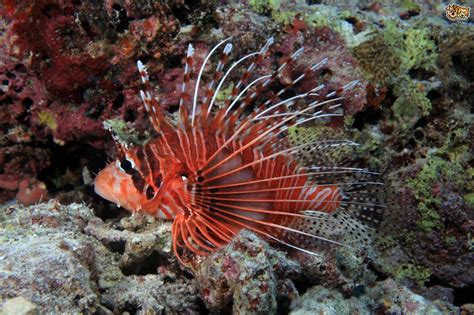 Keeping Lionfish in a Tropical Aquarium | Pets4Homes