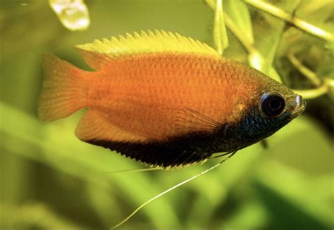 Sunset Dwarf Gourami