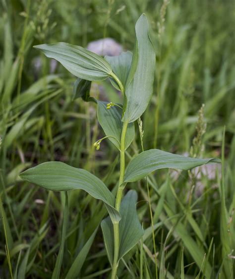 Online Virtual Flora of Wisconsin Image Details: #486060