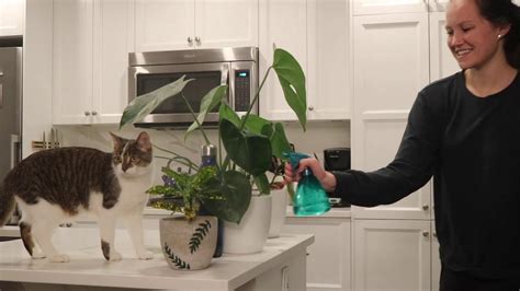 Cat vs. spray bottle (not what you'd expect!) - YouTube