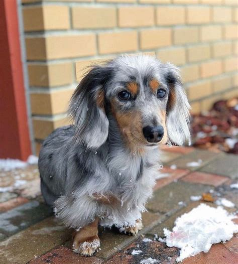 Dapple Dachshund Puppy | Dachshund puppies, Dapple dachshund puppy ...