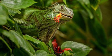 Codiaeum Variegatum Tropical Plant Pictures: Codiaeum Variegatum ...