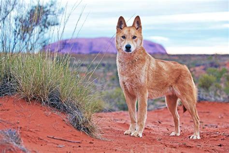 David Darcy image of a wild dog at Uluru. | Australian animals, Animals, Wild dogs