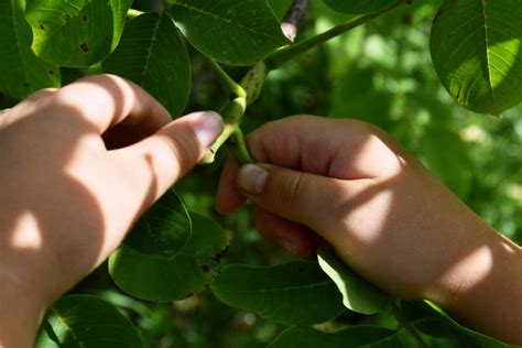 6 Brilliant Uses for Walnut Leaves You Never Knew