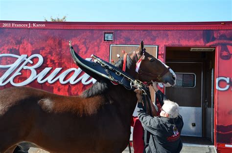 Running Rough Shod: Clydesdales, Clydesdales, CLYDESDALES!