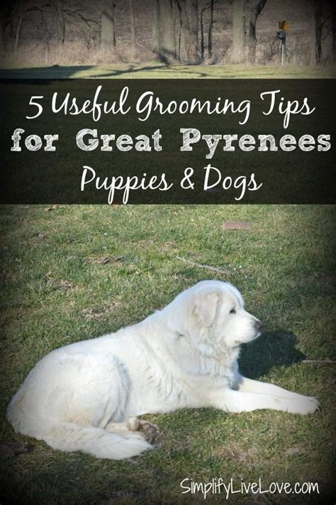 5 Useful Tips for Grooming Great Pyrenees Puppies #BayerExpertCare ...