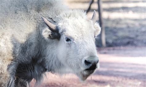 The Inspiring Tale of White Bison and the Wellbriety Movement - Treatment Magazine