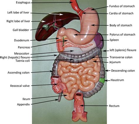 Torso Model Anatomy Labeled - Human Body Anatomy Labels Images Stock Photos Vectors Shutterstock