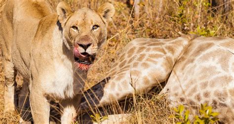 Closeup Shot of an African Lion Eating a Giraffe Stock Photo - Image of ...