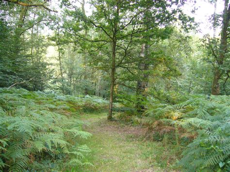 Forest in Ardennes, Belgium – Parks and Landscapes