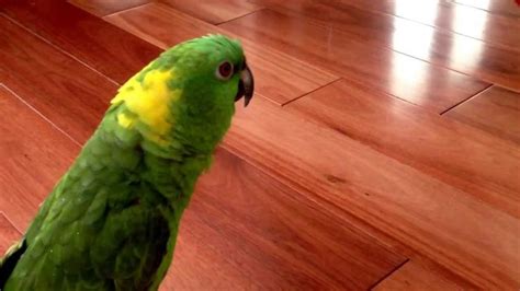 Parrot laughing out loud !!!!!!! | Parrot, Laugh, Funny animals