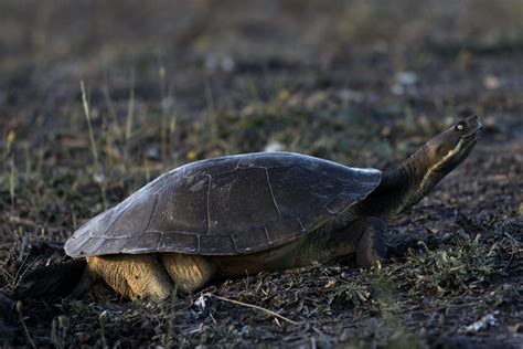 Turtles on the move across Greater Shepparton - Greater Shepparton City ...