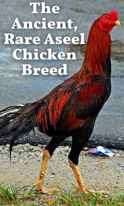 The Aseel Chicken Breed: Everything You Want To Know • The Farmer's Lamp