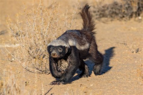 Rehomed Honey Badger Being Released Back Into the Wild Is Too Funny - PetHelpful News