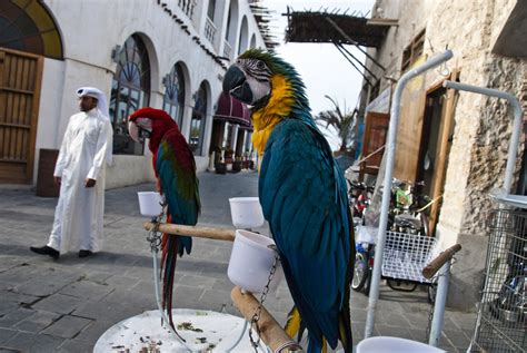 Parrots and birds on the streets in Doha, Qatar image - Free stock photo - Public Domain photo ...