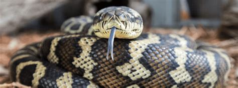 Carpet Python Care Sheet – IMPERIAL REPTILES & EXOTICS