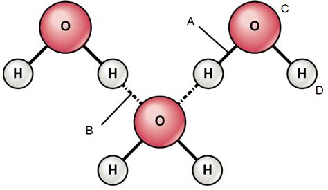 Water and Bonding - Honors Diagram | Quizlet