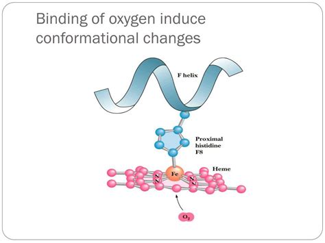 PPT - Myoglobin and hemoglobin PowerPoint Presentation, free download ...