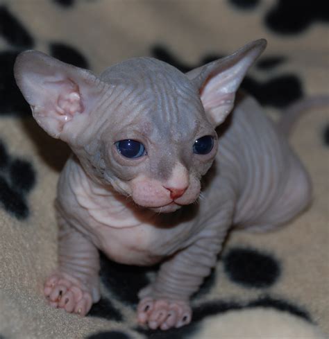 48 Very Cute Sphynx Kitten Pictures And Photos