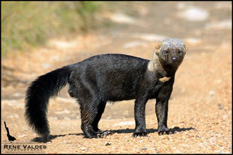 Tayra (Eira barbara) · iNaturalist