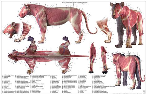 Lion Anatomy Chart – Jun's anatomy