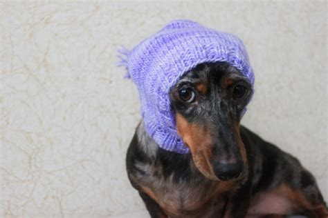 KNITTING PATTERN Dog Hat Pet Hat Dachshund Hat Mini - Etsy