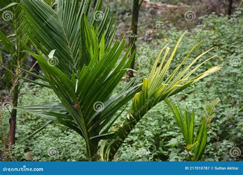 Arecanut Cultivation Betel Nut . Stock Image - Image of fruit, chewing: 217010787