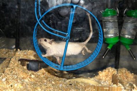 Best Gerbil Wheel Review 2021: Does Gerbil Need Exercise Wheels? - Timeline Pets