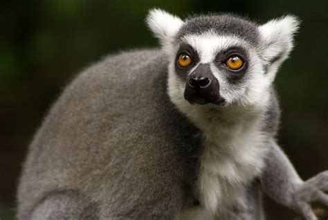 Lemur monkey, common in Madagascar image - Free stock photo - Public Domain photo - CC0 Images