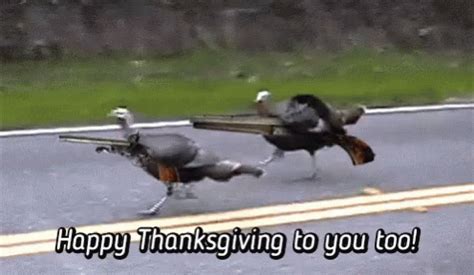 Turkey Mad GIF - Turkey Mad HappyThanksgiving - Discover & Share GIFs