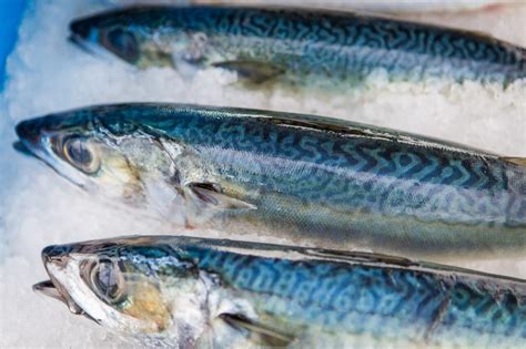 Pacific Mackerel | California Sea Grant